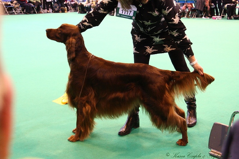 Crufts2011_2 105.jpg